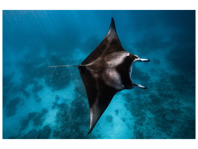 3-piece-canvas-print-manta-fly