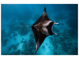 4-piece-canvas-print-manta-fly