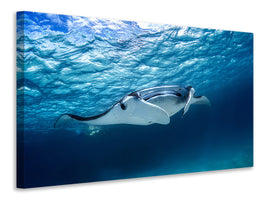 panoramic-3-piece-canvas-print-manta-ray
