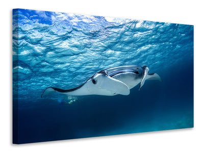 modern-4-piece-canvas-print-manta-ray