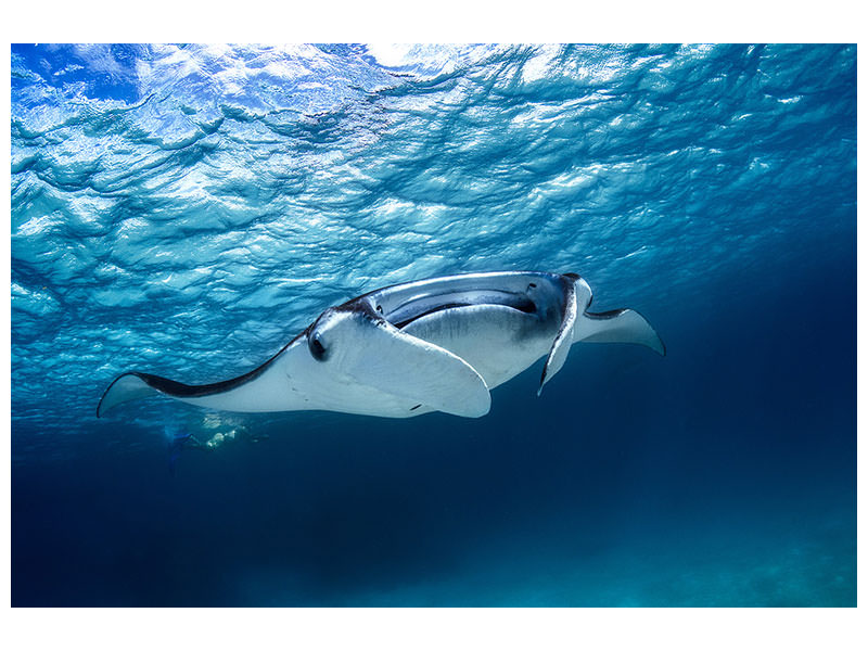 modern-4-piece-canvas-print-manta-ray