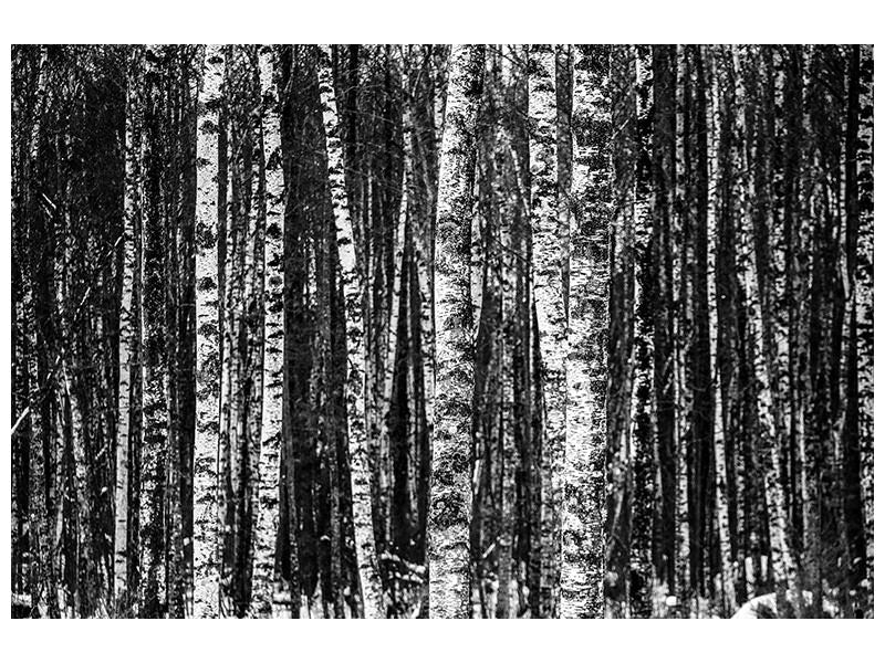 modern-3-piece-canvas-print-many-birches-xl