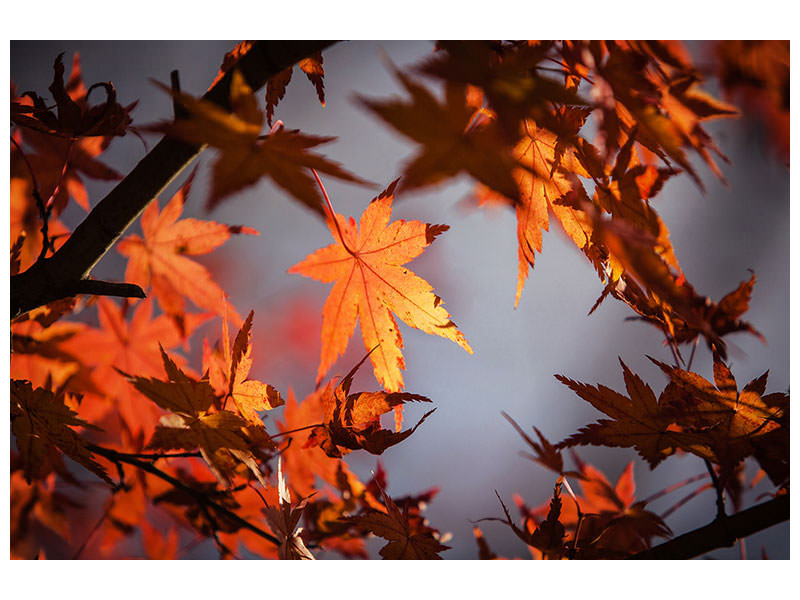 4-piece-canvas-print-maple-leaves-in-autumn
