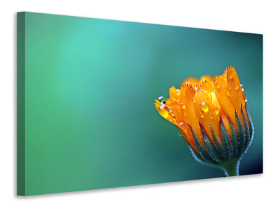 3-piece-canvas-print-marigold-in-morning-dew