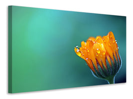 modern-3-piece-canvas-print-marigold-in-morning-dew