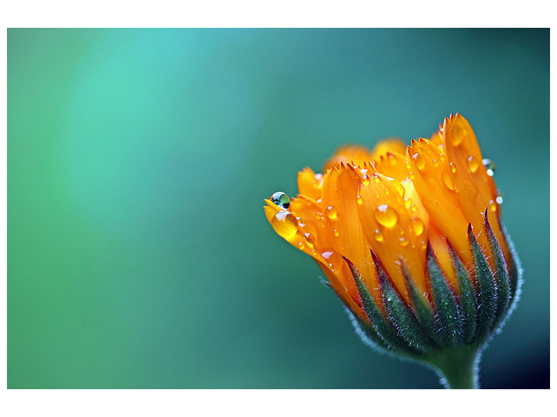 5-piece-canvas-print-marigold-in-morning-dew