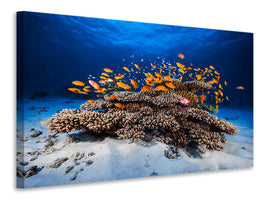 panoramic-3-piece-canvas-print-marine-life
