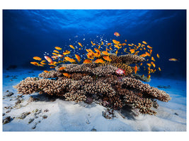 3-piece-canvas-print-marine-life