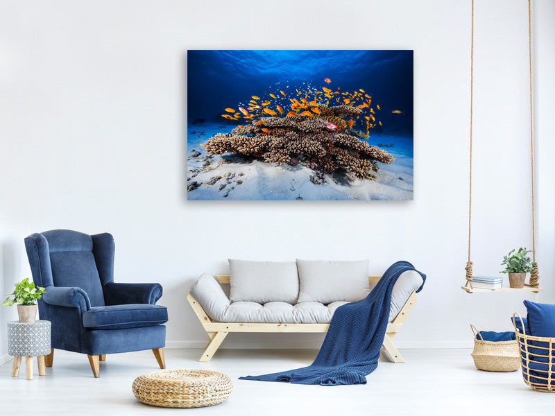 modern-3-piece-canvas-print-marine-life