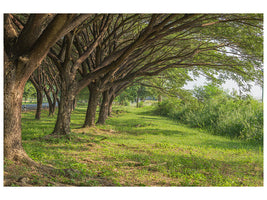 4-piece-canvas-print-mature-trees