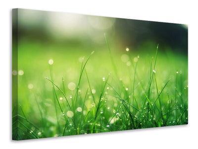 modern-4-piece-canvas-print-meadow-with-morning-dew