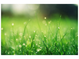 3-piece-canvas-print-meadow-with-morning-dew