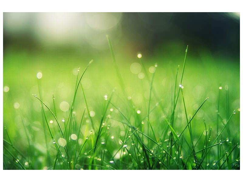 3-piece-canvas-print-meadow-with-morning-dew