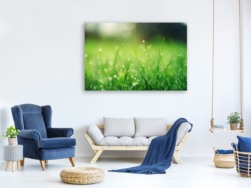 modern-4-piece-canvas-print-meadow-with-morning-dew