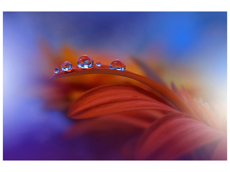 panoramic-canvas-print-metamorphosis