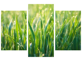 modern-3-piece-canvas-print-grass-with-morning-dew-xl