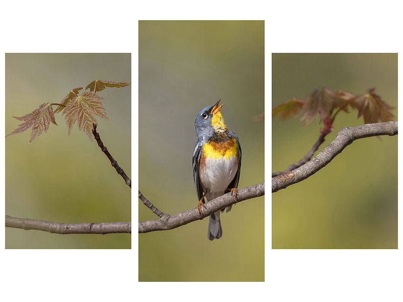 modern-3-piece-canvas-print-parula-on-stage