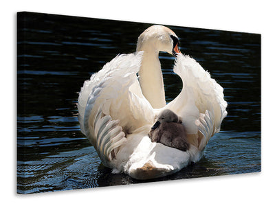 3-piece-canvas-print-mom-and-baby-swan