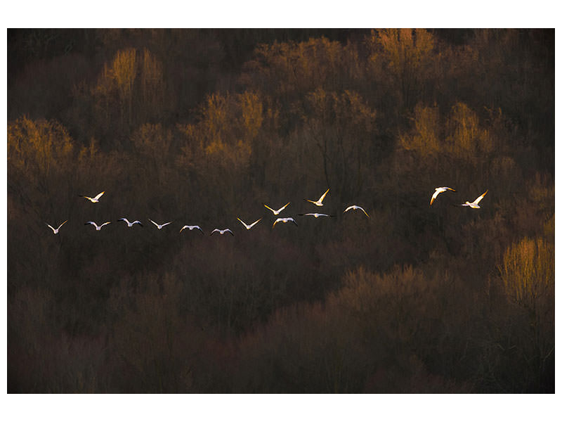 4-piece-canvas-print-morning-mood