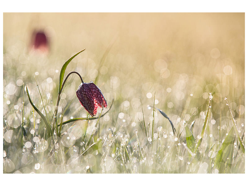 4-piece-canvas-print-morningdew