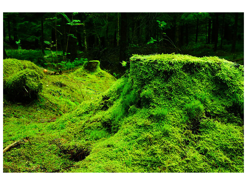 3-piece-canvas-print-moss-in-the-forest