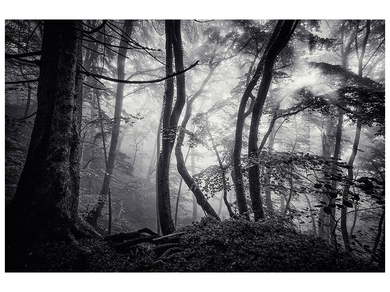 4-piece-canvas-print-mysterious-light