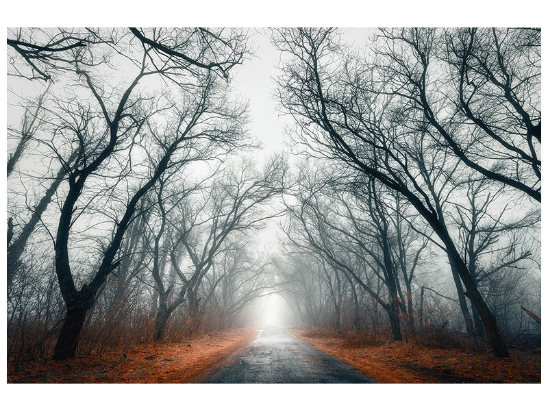 5-piece-canvas-print-mysterious-mood-in-the-forest