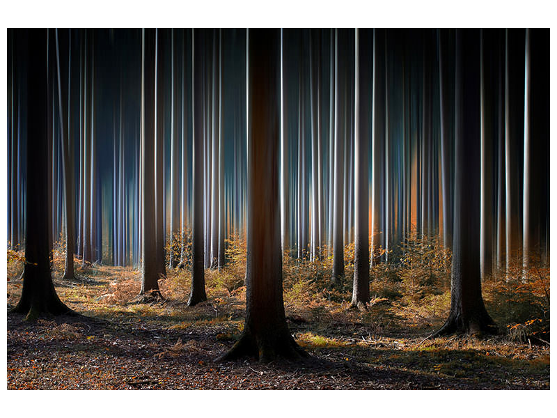 3-piece-canvas-print-mystic-wood