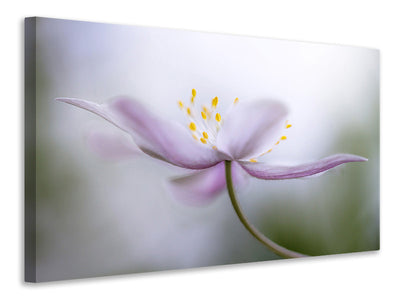 panoramic-canvas-print-nemorosa-ii
