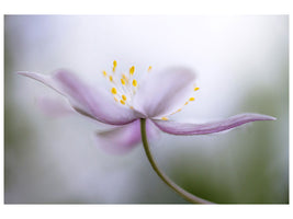 panoramic-canvas-print-nemorosa-ii
