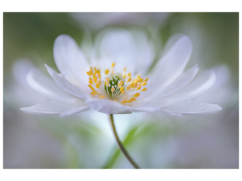 5-piece-canvas-print-nemorosa-nirvana
