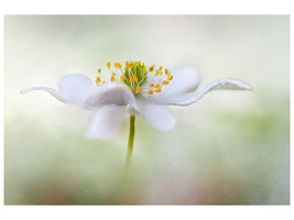 modern-3-piece-canvas-print-nemorosa
