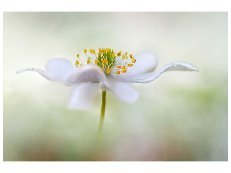 3-piece-canvas-print-nemorosa