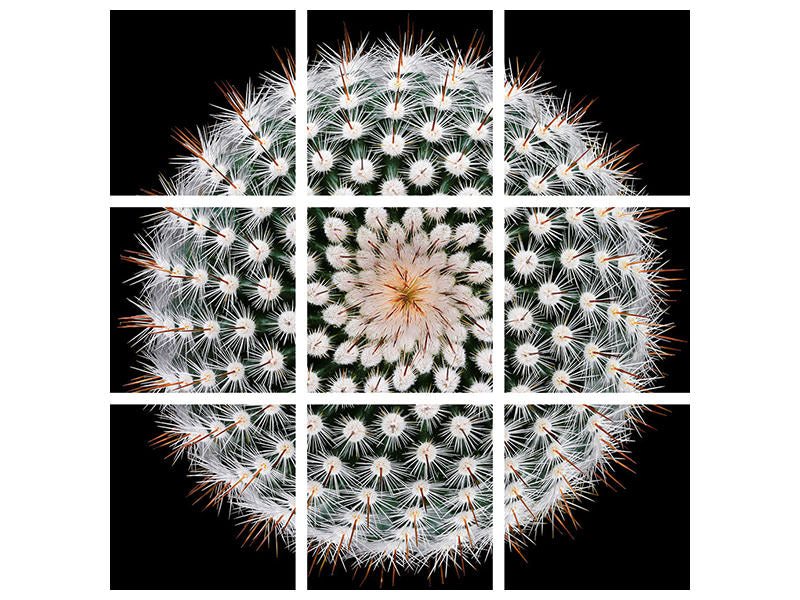 canvas-print-notocactus-scopa