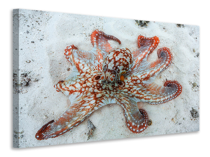 5-piece-canvas-print-octopus-a