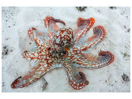 modern-3-piece-canvas-print-octopus-a