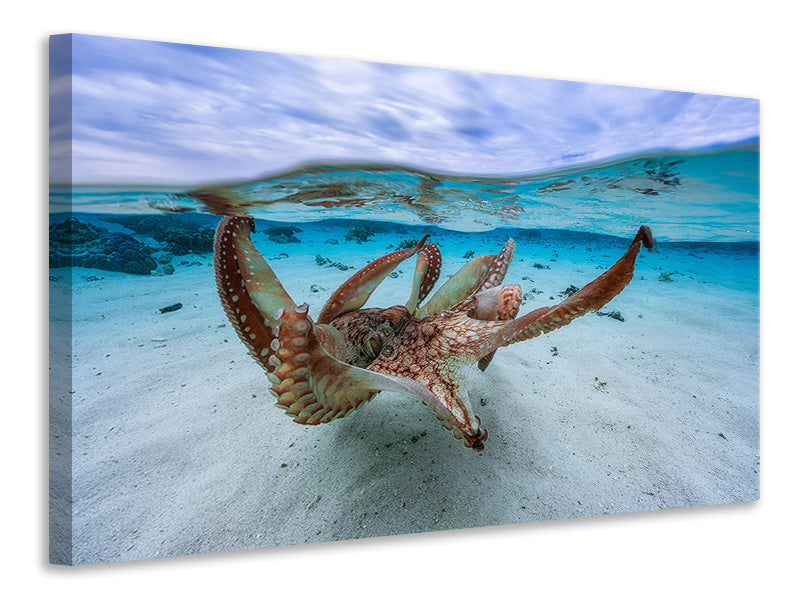 4-piece-canvas-print-octopus-ii