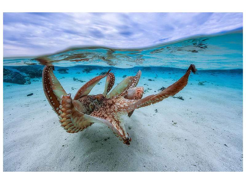 5-piece-canvas-print-octopus-ii