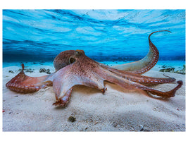 panoramic-3-piece-canvas-print-octopus