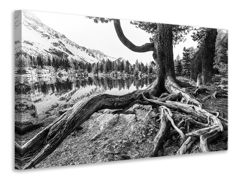 3-piece-canvas-print-old-tree