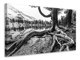 modern-3-piece-canvas-print-old-tree