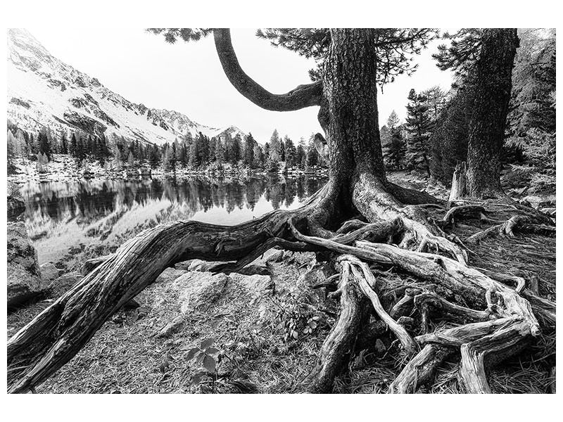 modern-4-piece-canvas-print-old-tree