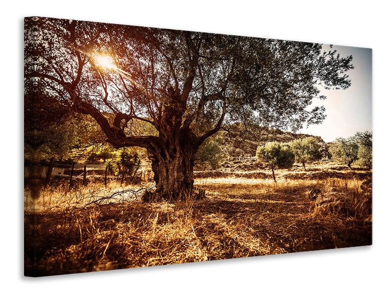 modern-4-piece-canvas-print-olive-grove