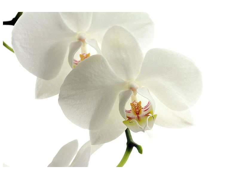 modern-4-piece-canvas-print-orchids-bloom