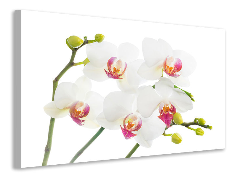 modern-4-piece-canvas-print-orchids-love