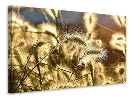 panoramic-canvas-print-ornamental-grass-in-the-sunlight