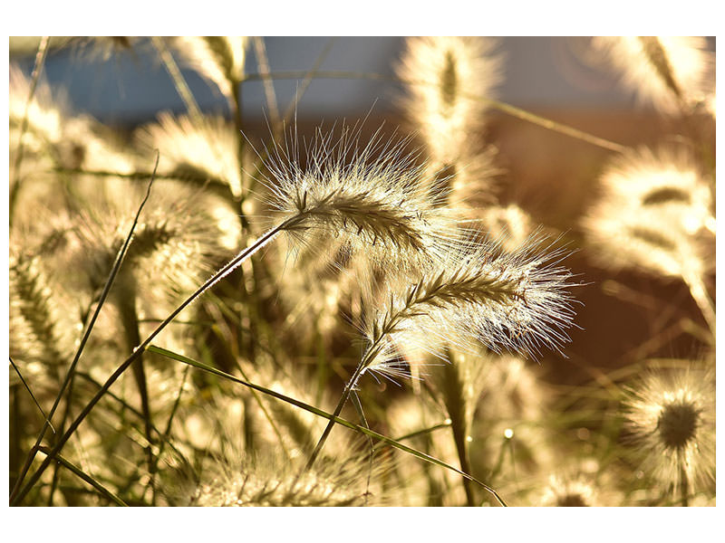 3-piece-canvas-print-ornamental-grass-in-the-sunlight