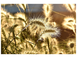 panoramic-canvas-print-ornamental-grass-in-the-sunlight