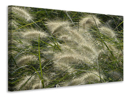 panoramic-canvas-print-ornamental-grass-in-the-wind