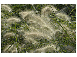 panoramic-canvas-print-ornamental-grass-in-the-wind